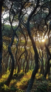 Twilight Grove