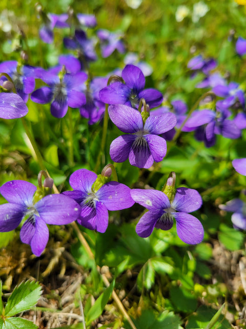 Violet Flower Essence | Homeopathic Vibrational Remedy