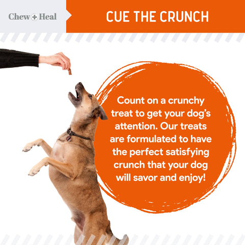 Crunchy Treats with Pumpkin & Probiotics for Dogs